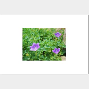 Campanula Carpatica 1 Posters and Art